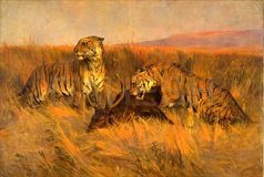 Tigers at a Kill