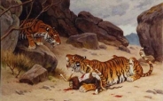 Rötig Untitled Tigers 400x304