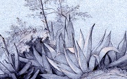 Damour Flowering Agave 184x114